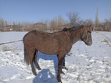 Үй жаныбарлары үчүн товарлар: Сатам | Бээ (ургаачы) — 2