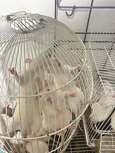грызунов: Крысы декоративные преимущественно белые в клетках. Особенности: - — 6
