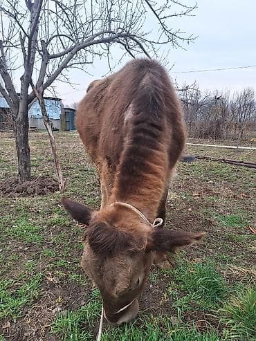 бигль собака: Продаю | Корова (самка) | Для разведения | Стельные — 3