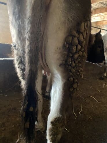 карова талас: Продаю | Корова (самка) | Для разведения, Для молока — 4