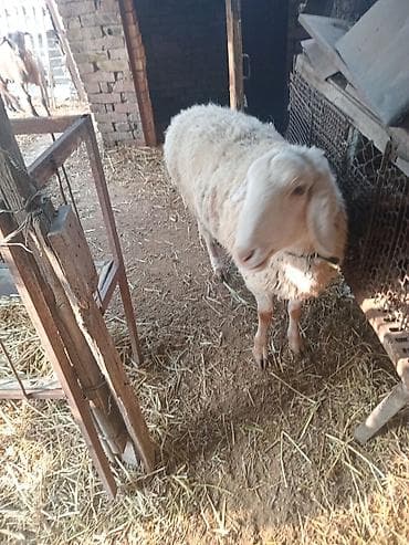 коты сфинкс: Продаю | Овца (самка) | Романовская | Для разведения | Ярка — 2