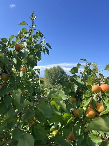 Продажа участков: 10 соток, Красная книга — 10