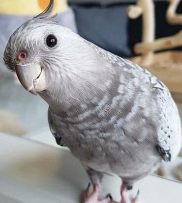 Птицы: Белощекие кареллы хорошо учатся говорить и приручаются к рукам а так — 6