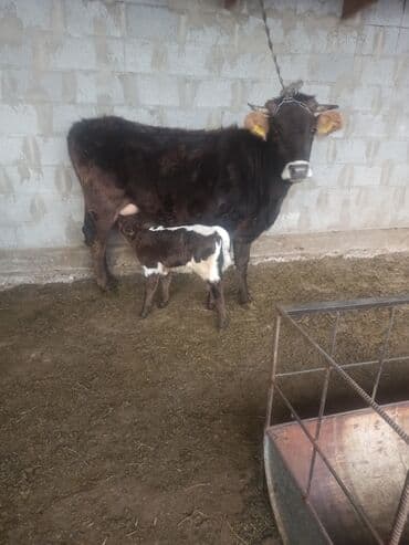 купить щенка мопса: Продаю | Корова (самка) | Алатауская, Швицкая | Для разведения, Для молока | После отела — 1