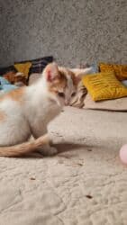 куда можно отдать собаку в бишкеке: Самый лучший подарок- это живой активный малыш,который станет — 13