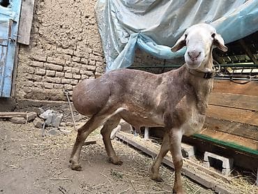 Животные: Продаю | Баран (самец) | Арашан — 3
