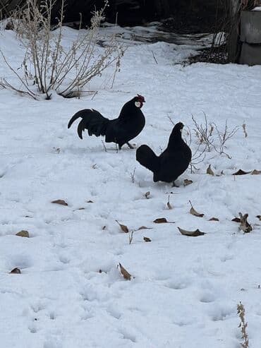 купить рыбу в аквариум: Продаю | Куры | Для разведения — 2