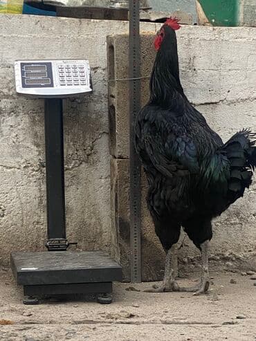 куры доминанты: Продаю | Петух | Для разведения — 1