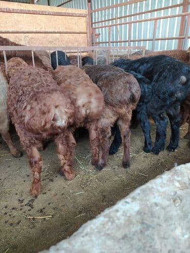 кой кыркыч: Продаю породитстых ягнять с линием от 3 мес и выше очень мощные — 4