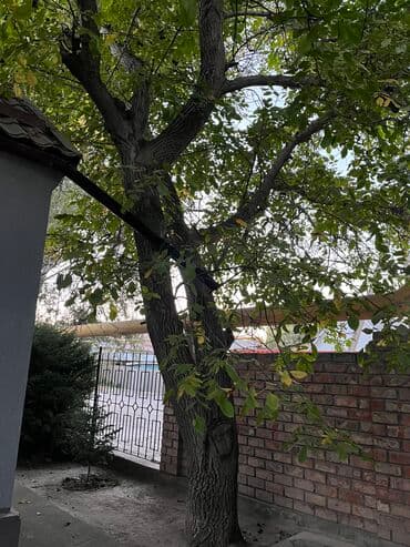 где купить саженцы гортензии в бишкеке: Продаю дерево, орех дешево — 3