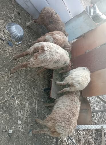 охотничий собака: Прадаёться кочкорики и ургачы тохтулар 10 мин окончательно берем — 2