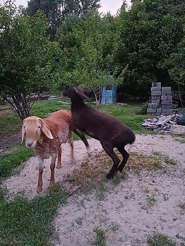 Продаю | Баран (самец) | Эдильбаевская | Для разведения | Племенные — 4