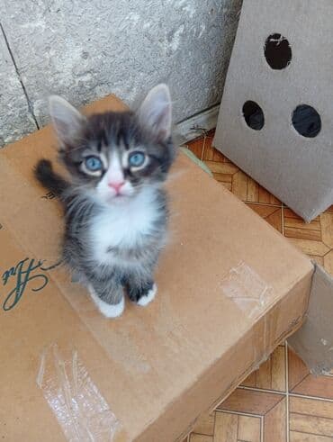 новорожденные котята: Очаровательные котята, домашнего выращивания. - Окрас: есть — 3