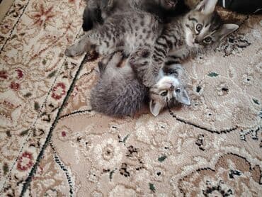 сколько стоит кот шотландский вислоухий: Отдам в хорошие руки котят. Мама пароды Пиксибоб (Маленькая — 2