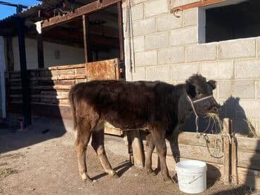 племенные коровы молочные купить: Продаю | Музоо, торпок | На откорм | Привязанные — 5