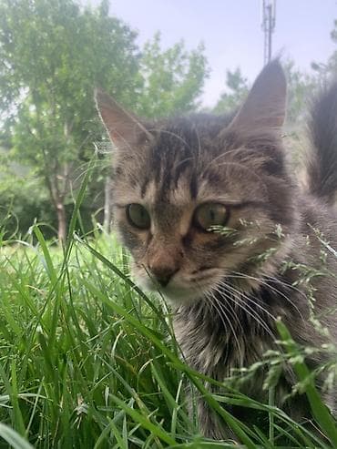 коты бесплатные: Кошка даром: Беспородная, 6 месяцев, Девочка, Приучена к лотку — 6