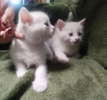 Кошки: Белые котята мальчик и девочка. - Окрас: сплошной белый. - Глаза — 1
