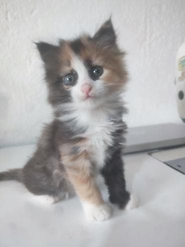 один мальчик и два котёнка: Отдам даром двух котят полтора месяца. Пушистые длинношёрстные — 3