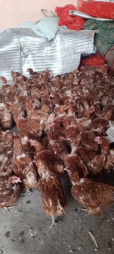 купить рыбок бишкек: Продаю | Куры | Хай-Лайн Браун | Несушки — 8