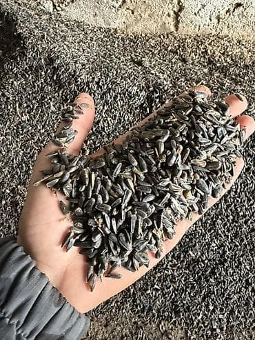 початки кукуруза: Жмых подсолнечника для кормления Описание: - Подсолнечный жмых в — 2