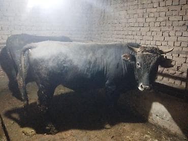 ветеринар чолпон ата: Эки баш бука сатылат багылган, эки жашар баасы 220 000 — 1