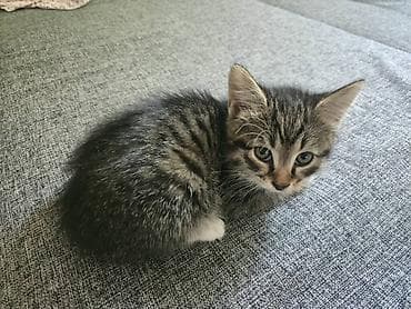 коты город ош: Котята, домашние, ласковые. Смешаны с Мейкуном Особенности: - — 3