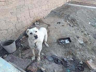 сколько стоит собаки хаски: Собака крупной породы, белого окраса. Предположительно кобель. На — 1