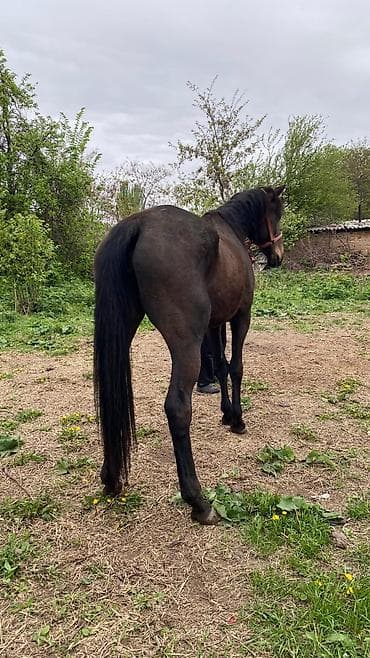 коой: Продаю | Кобыла (самка) | Английская | Рабочий — 5