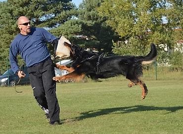услуги куна: Помощь в воспитании и дрессировке собак - Индивидуальные — 3