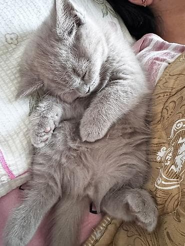 британская лиловая кошка: Скотиш Фолд (Шотландская вислоухая), 4 месяца, Девочка, Голубой, Приучена к лотку — 4