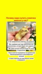 Шиншиллы: Продаются сирийские и джунгарские хомячки. Ручные не кусаются. Есть — 8