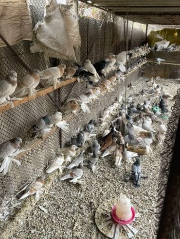 декаротивные кролики: Породные голуби декоративных и летных линий 20 штук По 500 сом штук — 3