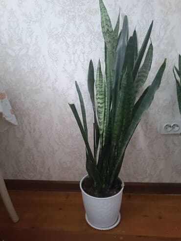 купить домашние цветы в горшках: Внимание продаю комнатные растения в горшках (ПОДХОДЯТ ДЛЯ ОЧИСТКИ — 5