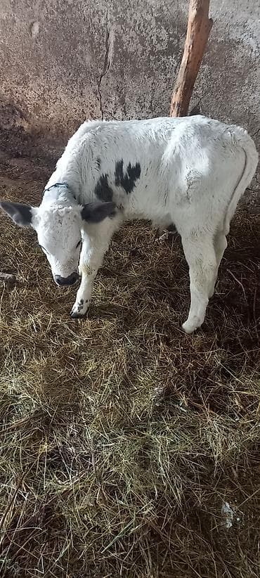 киссар кой: Продаю | Бык (самец) | Для молока — 1