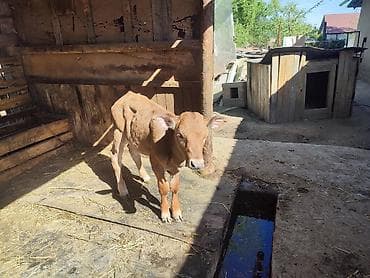 продам телят бычков: Продаю | Музоо, торпок | Алатауская, Симментальская | На откорм | Искусственник — 6