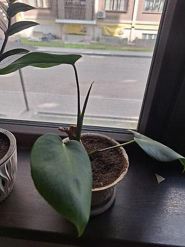 искусственные цветы для декора бишкек: Продаю монстеру первая 700с, вторая 350 — 2