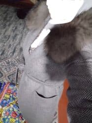 loretta: Носила только пару раз! Женское длинное пальто с поясом и крупным — 3