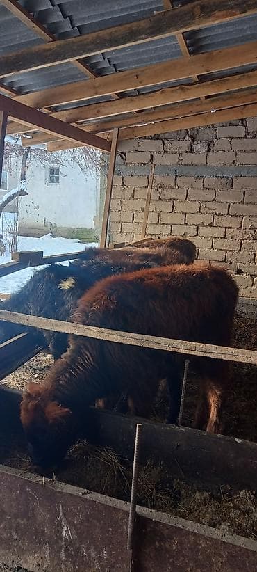 каровы: Продаю | Корова (самка) | Для разведения — 5