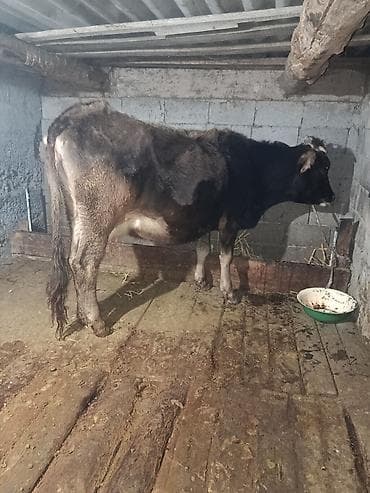 тоок сатам: Сатам | Уй (ургаачы) | Сүт алуу үчүн | Асыл тукумдуу — 1