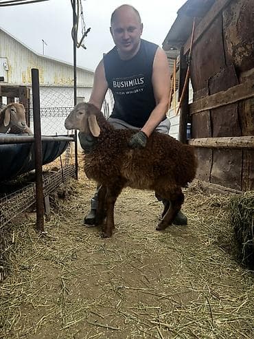 сельскохозяйственные животные продажа: Продаю | Баран (самец) | Арашан | Для разведения | Племенные — 5