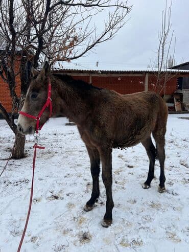 собака дом: Продаю | Жеребенок — 1