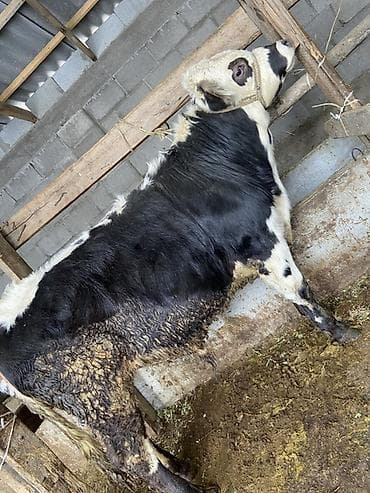 Услуги ветеринара: Продаю | Бык (самец) — 3