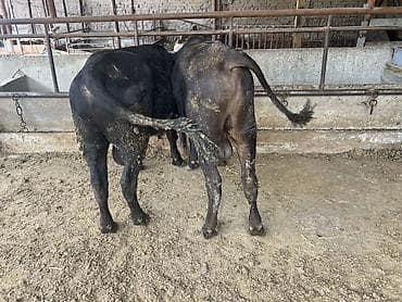 Продаю | Бык (самец) | На откорм — 3