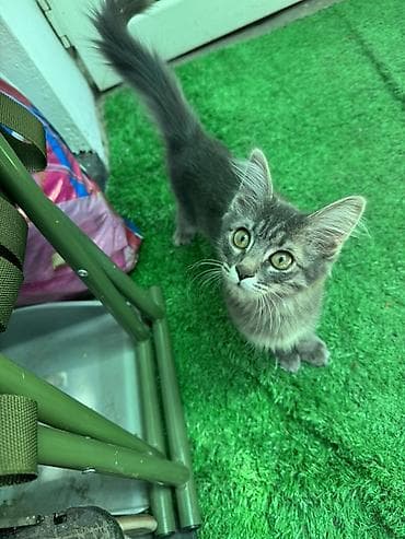 кошка каракол: Нашли котёнка! 🐱🤍 Нашли маленькую девочку, примерно 2–3 месяца. Очень — 3