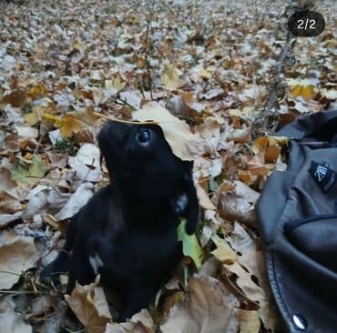 продажа щенков мопса: Мопс, 5 месяцев, Самка, С родословной — 2