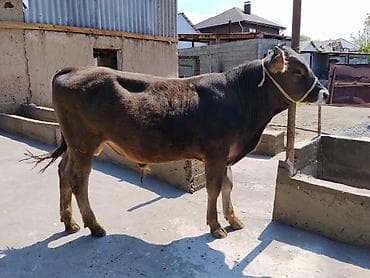 рамка для пчелы: Продаю | Бык (самец) | На откорм | Племенные — 2