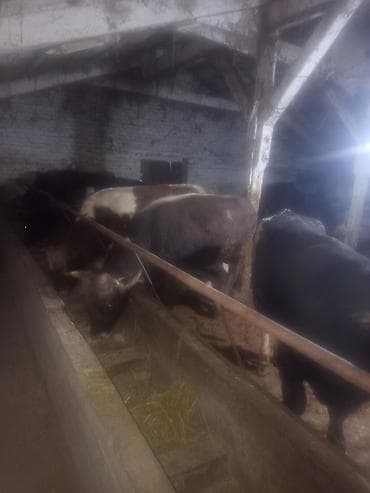 черный ангус цена: Продаю | Бык (самец) | На откорм | Привязанные — 2