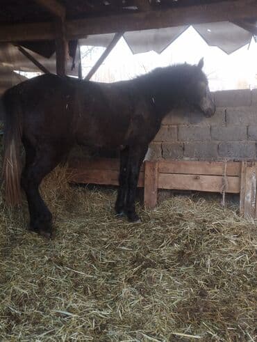 племенные коровы молочные купить: Продаю | Кобыла (самка) | Полукровка — 3