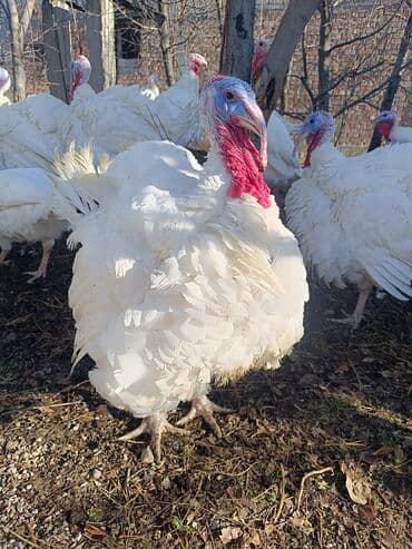 Индюк :, 10 кг, Платная доставка