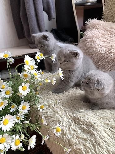 кошка мышык: Британские котята, окраc голубой (blue). Классическая плюшевая шубка — 7